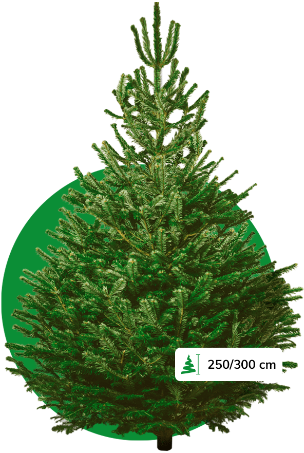 Nordmann Kerstboom 250/300 cm kopen? Kerstboomthuisgebracht