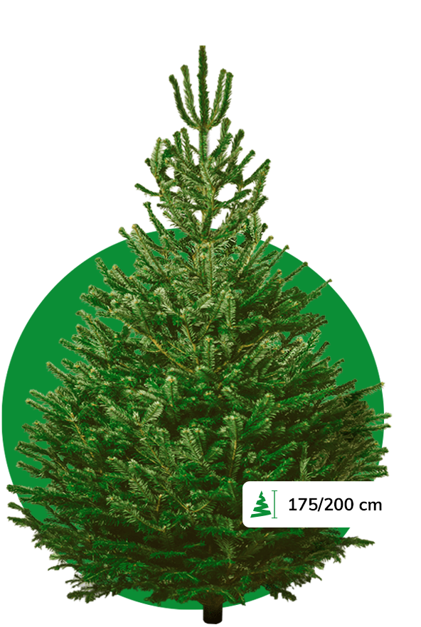 Nordmann Kerstboom 175/200 cm kopen? Kerstboomthuisgebracht