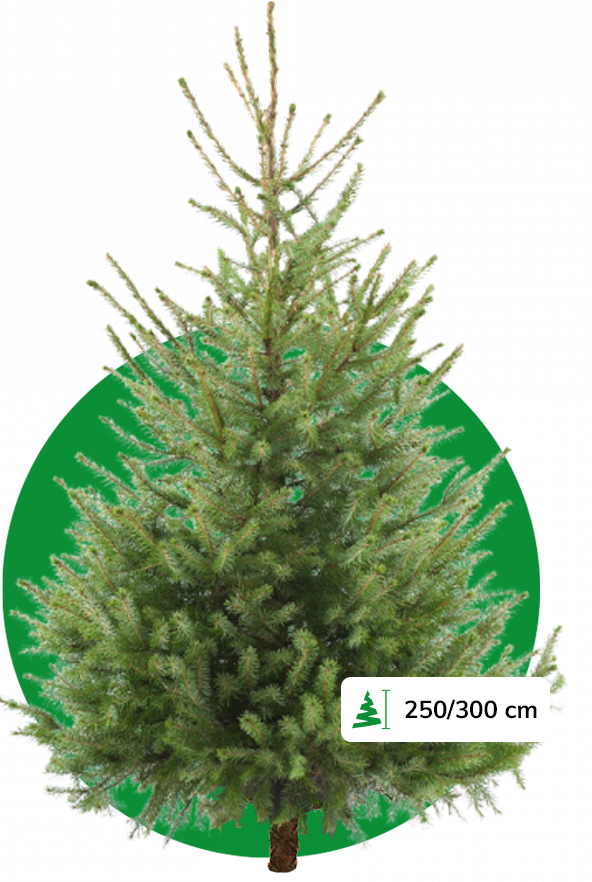 Omorika Kerstboom 250/300 cm kopen? Kerstboomthuisgebracht